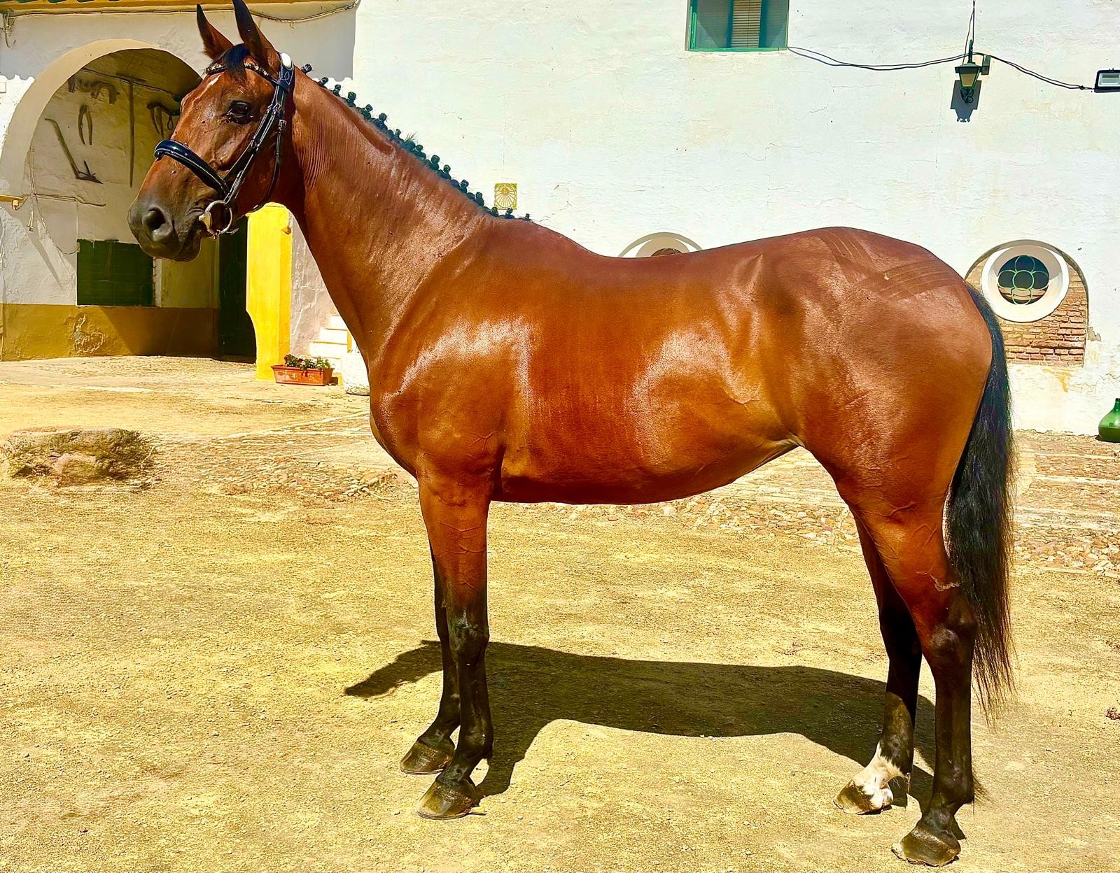 horse